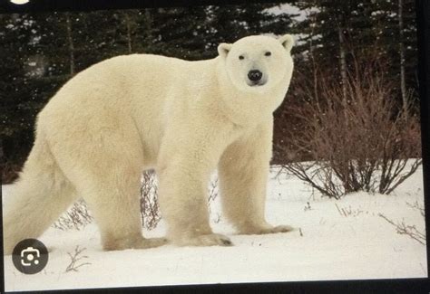 Polar Bear | Synonyms & Antonyms Wiki | Fandom
