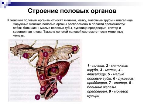 Женская половая система - презентация онлайн