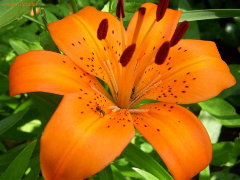 10 Top Pictures Of Tiger Lilies FULL HD 1080p For PC Desktop | Resim