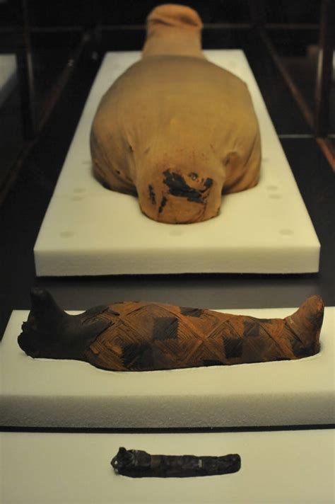 Ancient Mummy Exhibit at Natural History Museum Shows What's Inside ...