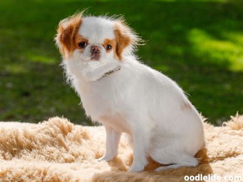 15 Small Dog Breeds With Floppy Ears - OodleLife®