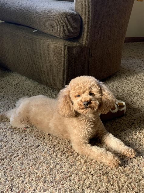 Thought she was a mixed breed…DNA test confirms she’s 100% poodle! : r/poodles