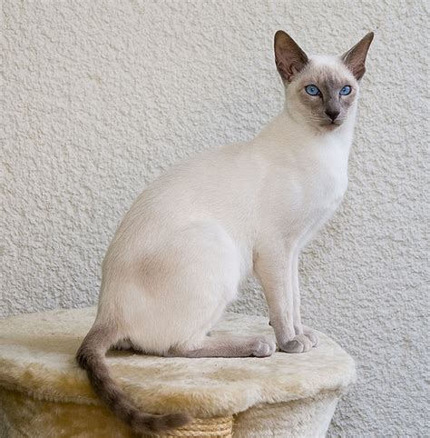 The Siamese Cat Breed