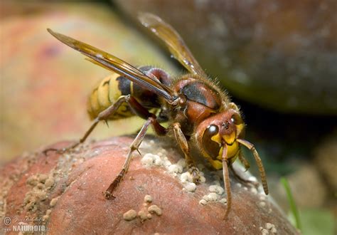 hornet  hornet images nature wildlife pictures naturephoto