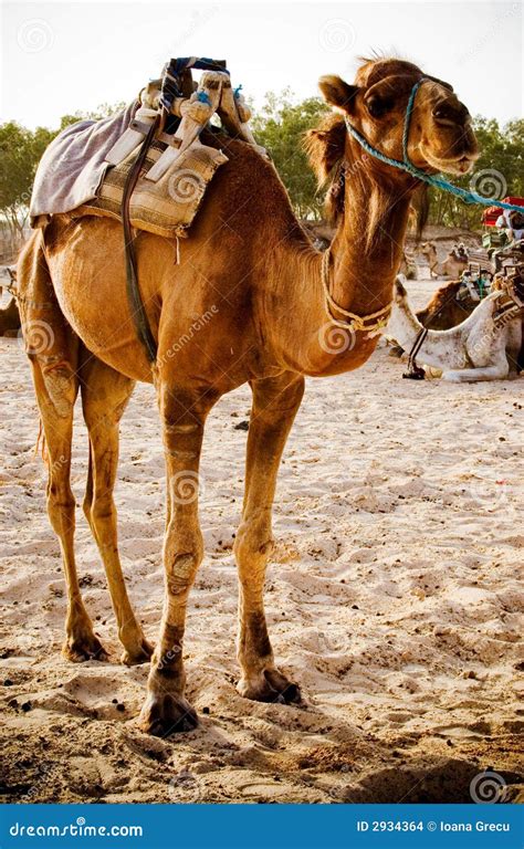 Dromedary Camel In The Desert Royalty-Free Stock Image | CartoonDealer ...