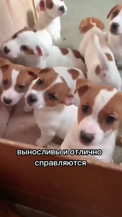 Джек Рассел терьер- порода собак #всеопороде #собака #породасобак - YouTube
