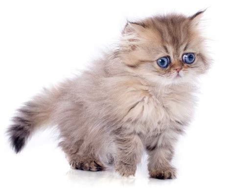 gambar kucing parsi  comel  gebu adagio  adorable big foot