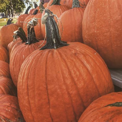 Best Pumpkin Farms Near Me — Top Pumpkin Farms Near Me To Visit In 2021