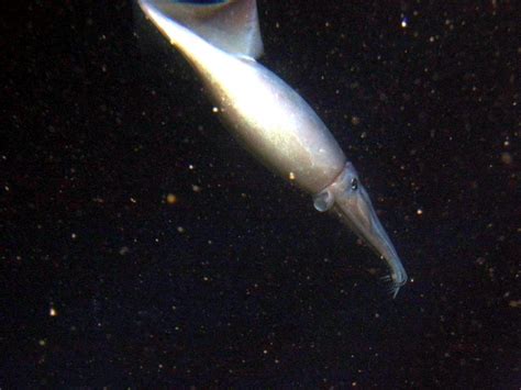 Humboldt Squid – "OCEAN TREASURES" Memorial Library