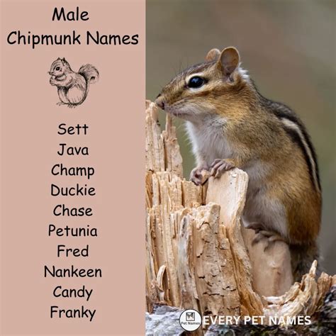 300+ Good and Funny Chipmunk Names - Every Pet Names