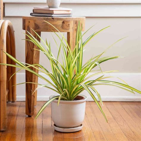 pandanus plant plantozia