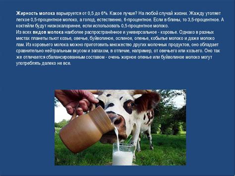 Жирность коровьего молока: процент жирности домашнего парного молока