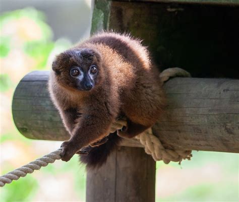 Red-Bellied Lemur Endangered - Free photo on Pixabay - Pixabay