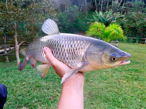 Foto De Carpa Capim