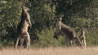 Kangaroo Fight GIF - Kangaroo Fight Punched - Discover & Share GIFs