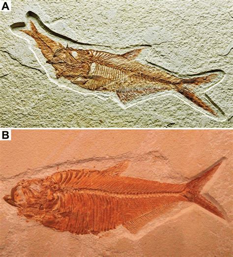 -Two fossils of the extinct Eocene freshwater clupeiform Diplomystus ...