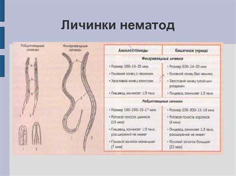 ЛАБОРАТОРНАЯ ДИАГНОСТИКА ПАРАЗИТАРНЫХ ЗАБОЛЕВАНИЙ