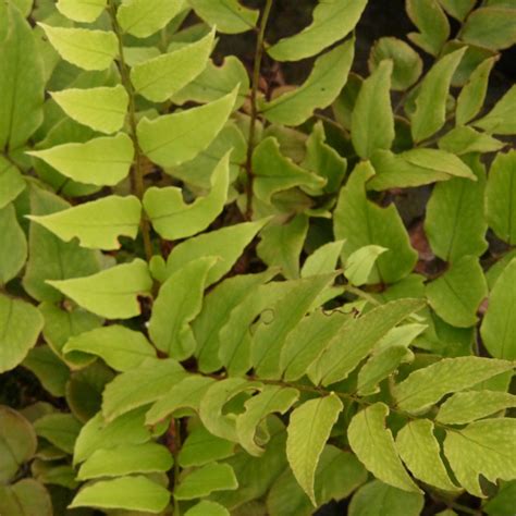 Cyrtomium fortunei ‘Clivicola’