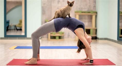 Cat Yoga: Yoga With a Cat | Pet Reader