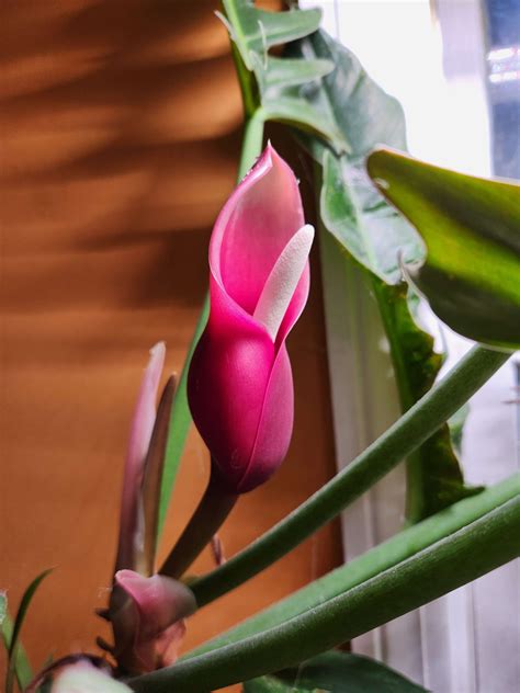 Ahh!!!! This Beautiful Pink Philodendron Flower : r/philodendron