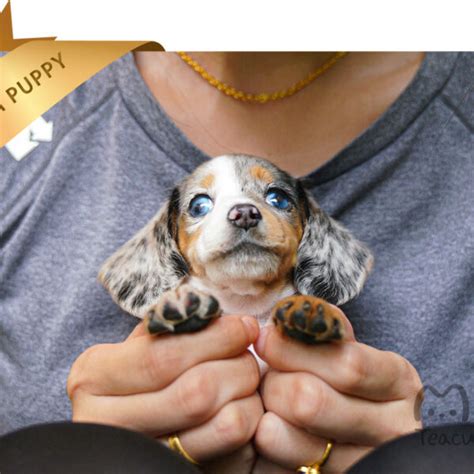 DACHSHUND (OLIVIA) SOLD – Mini Teacup Puppy