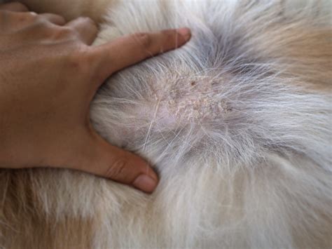 Seborrhea in Dogs - Whole Dog Journal