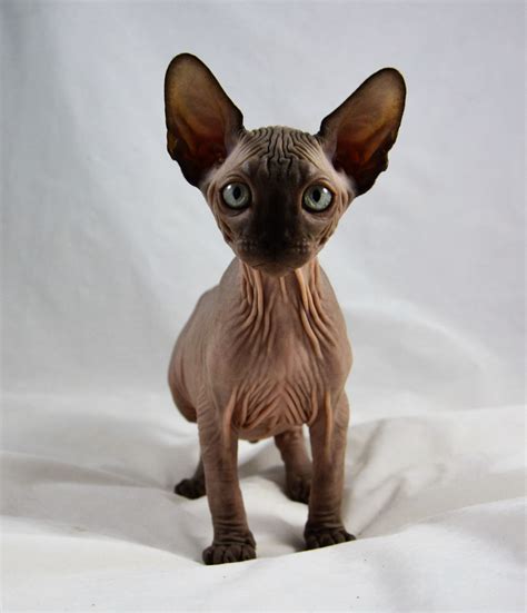 Sphynx Kittens , Sphynx Cats - Indigo Sphynx Kittens - Canadian Sphynx