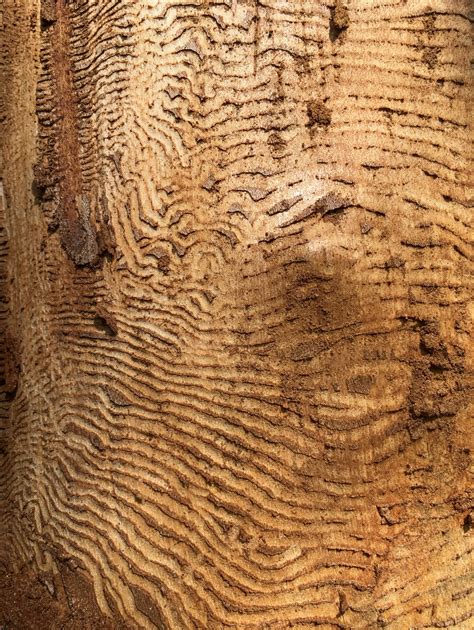 Bark Beetle Wood Damage Free Stock Photo - Public Domain Pictures