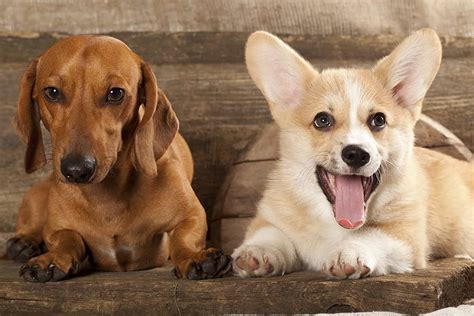 Do Corgis and Dachshunds Get Along? What You Need to Know - MyFavCorgi