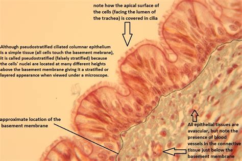 pseudostratified columnar diagram