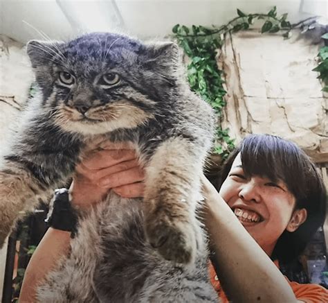 A Pallas's cat Zelenogorsk sends his greetings from Siberia : r/PallasCats