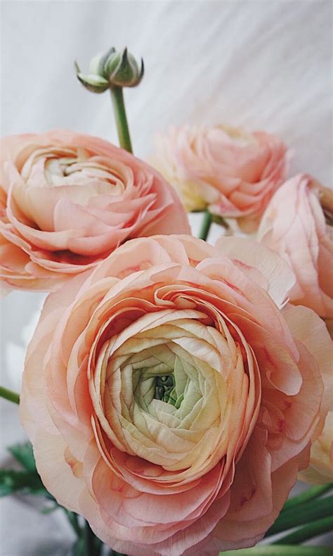 Ранункулюсы крупным планом. Цветы. Flowers. Ranunculus | Amazing ...
