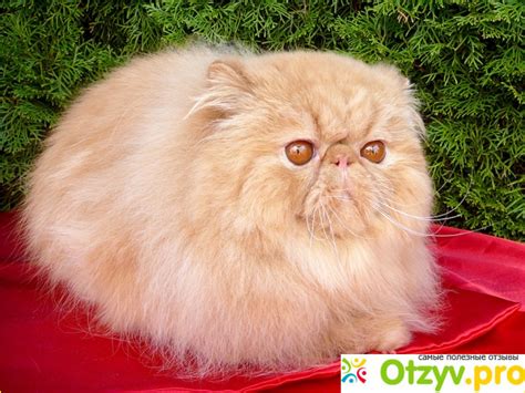 МАШИНКА ДЛЯ СТРИЖКИ ЖИВОТНЫХ MAJOR DOG HUNFRISE H11 реальные отзывы ...