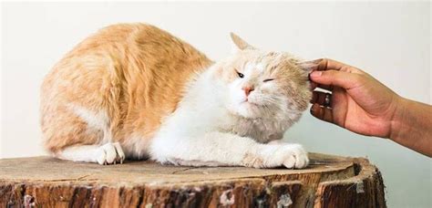 Горячие уши у кошки: неопасные и патологические причины, сопутствующие ...