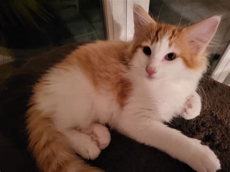 Moses v Schiltwald | Petfinder Tiervermittlung