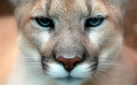 Puma Cat Wallpaper