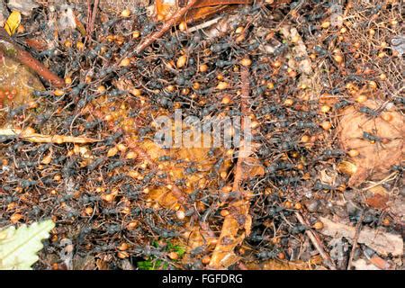 Swarm of army ants (Eciton rapax) moving their larvae and pupae to a ...