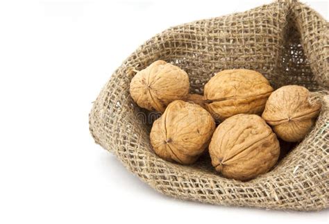 walnut stock photo image  rough shell white isolated