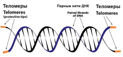 Теломеры: что это такое и как они отражаются на нашей физиологии ...