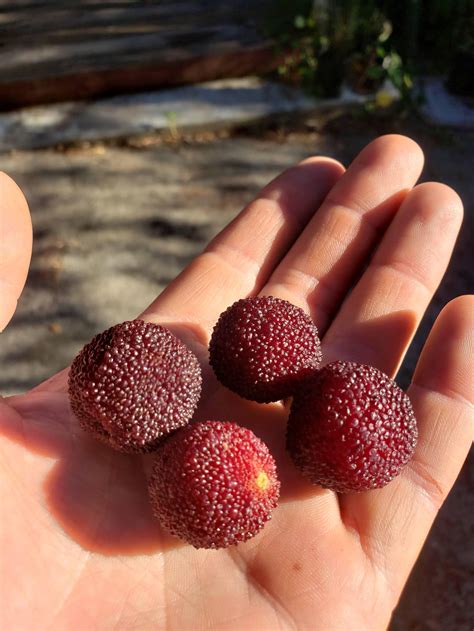 Myrica rubra, Yangmei — Wildlands Farm and Nursery