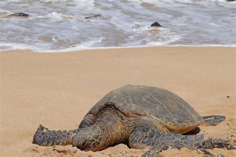 Sea Turtle on the Beach of Hawaii Stock Photo - Image of reef, coral ...