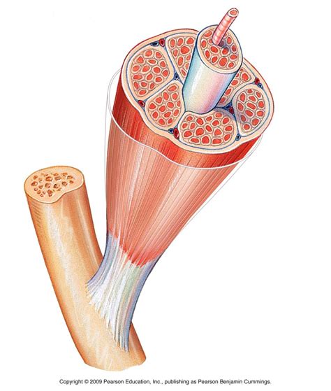 Muscle contraction quiz Diagram | Quizlet