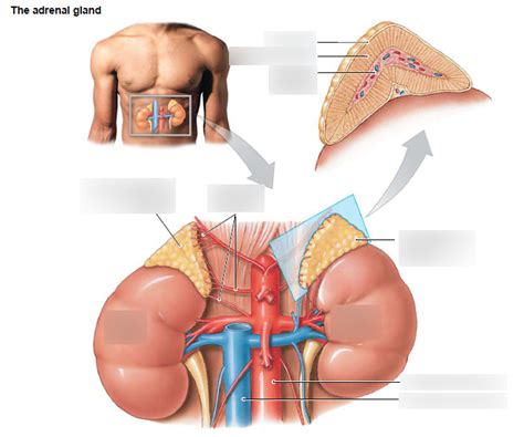 Adrenal Gland Diagram | Quizlet