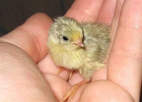 Button Quail Hatching Eggs for Sale in Gainesville, Florida Classified | AmericanListed.com