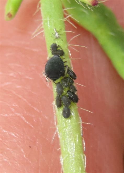 Aphis fabae fabae (Aphis fabae fabae) - Naturbasen