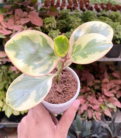 Peperomia Jellie Gold Mini – Dream Green