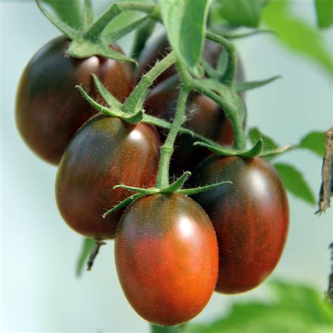 Black Roma