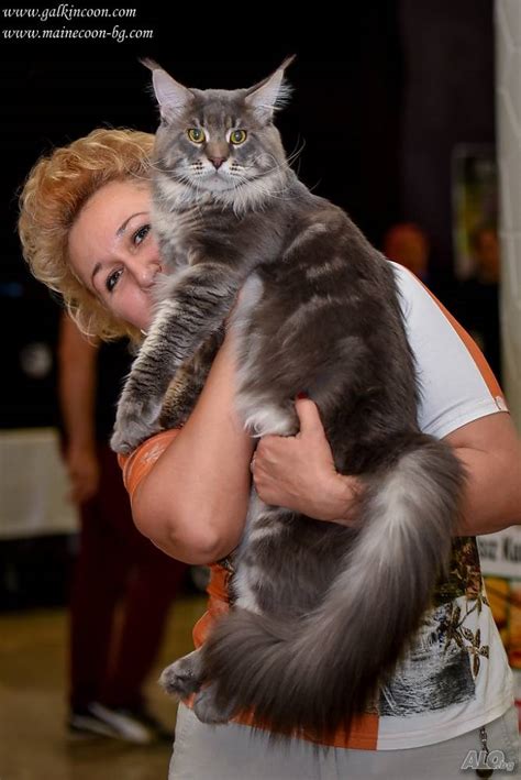 Котенца Мейн Куун с родословие Мейн Куун 3 месеца И от двата пола ...