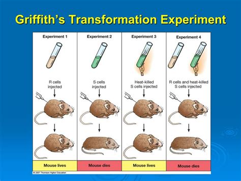 PPT - DNA: The Carrier of Genetic Information PowerPoint Presentation ...