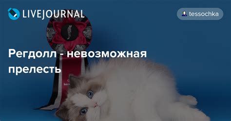 Регдолл - невозможная прелесть: tessochka — LiveJournal